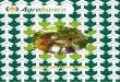 AGROREPORTE OCTUBRE 2020 - Agrobanco