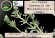 Sociedad Española de Malherbología (SEMh)