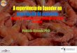 A experiência do Equador na exportação do camarão