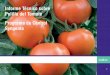 Informe Técnico sobre Polilla del Tomate Programa de 