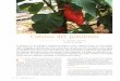 Cultivo del pimiento - mapa.gob.es
