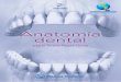 Anatomia dental (2a. ed.) - odontoinfo.com