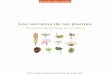 50 plantas medicinales en su huerta