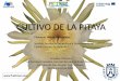 CULTIVO DE LA PITAYA - fruttmac.com