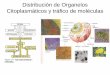 Distribución de Organelos Citoplasmáticos y tráfico de 