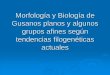 Morfología y Biología de Gusanos planos y algunos grupos 