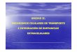 UNIDAD II. MECANISMOS CELULARES DE TRANSPORTE E 
