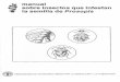 manual sobre insectos que infestan la semilla de Prosopis