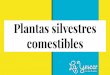 Plantas silvestres comestibles - WordPress.com