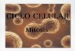 Tema 2: Mitosis y meiosis - WordPress.com