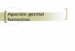 Aparato genital femenino - histo.uaz.edu.mx