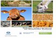 Máster Internacional en Nutrición Animal