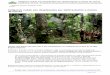 Indígenas nukak son desplazados por deforestación a manos 