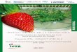 MANUAL DE USO DE LA TECNOLOGÍA Plantas madre de frutilla 