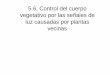 5.6. Control del cuerpo vegetativo por las señales de luz 
