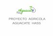 PROYECTO AGRICOLA AGUACATE HASS
