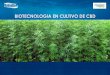 BIOTECNOLOGIA EN CULTIVO DE CBD - marvalconsulting.es