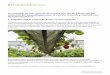 Cultivo de fresas en invernaderos - PortalFruticola.com