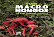 Guía de los MACRO HONGOS - editorial.ucr.ac.cr
