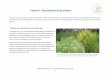 Tarjeta 0 - Presentación de las plantas