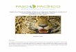 Captura y Puesta de Radio Collares en Jaguares (Panthera 