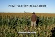 PRIMITIVA FORESTAL-GANADERA
