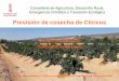Previsión de cosecha de Cítricos - agroambient.gva.es