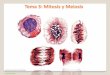 Tema 3: Mitosis y meiosis - genetica.uab.cat